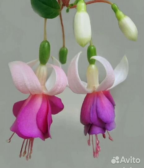 Фуксия Seventh heven