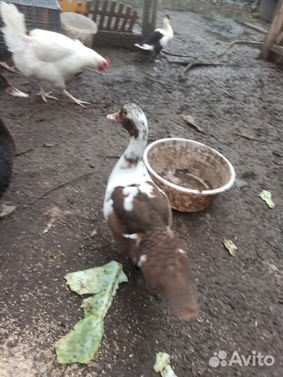 Мускусные утки индоутки индоутята