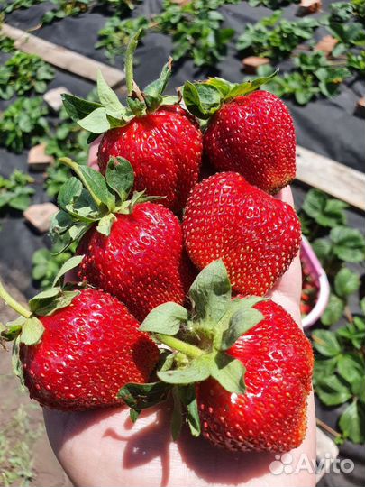 Саженцы клубники (виктории)