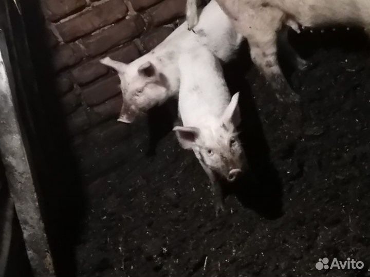 Поросята