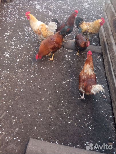 Молодые петухи