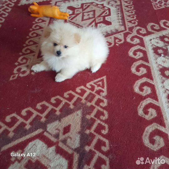 Щенки шпица