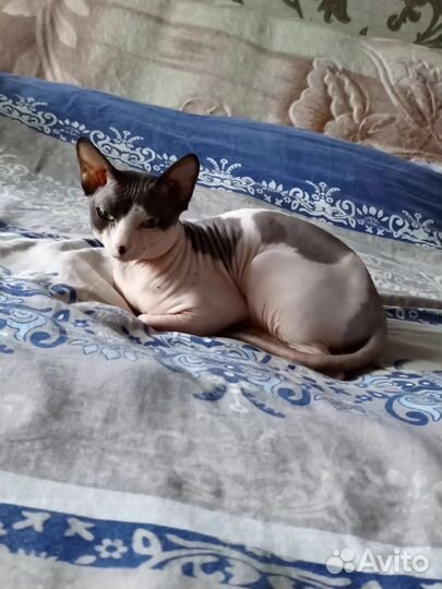 Канадский сфинкс