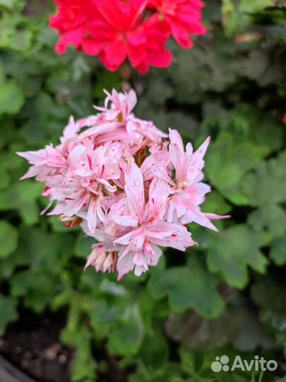 Пеларгония герань