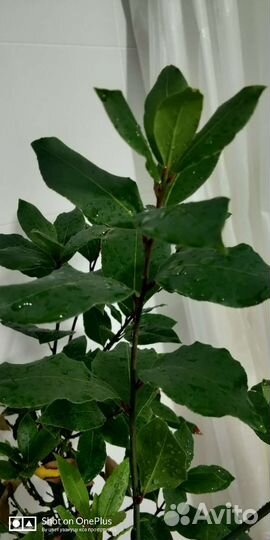 Взрослые лавровые деревья сформированные штамб