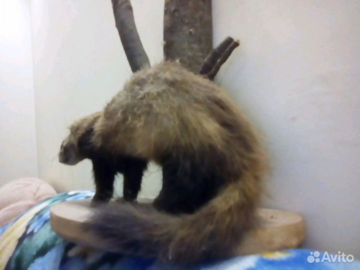 Чучело хорька