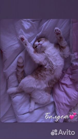 Котик