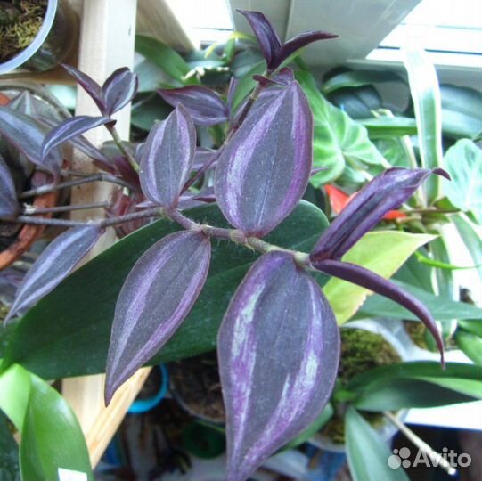 Традесканция зебрина