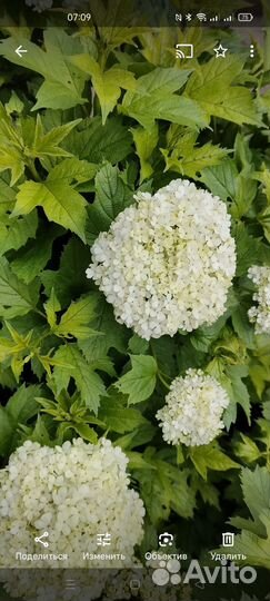 Калина бульданеж