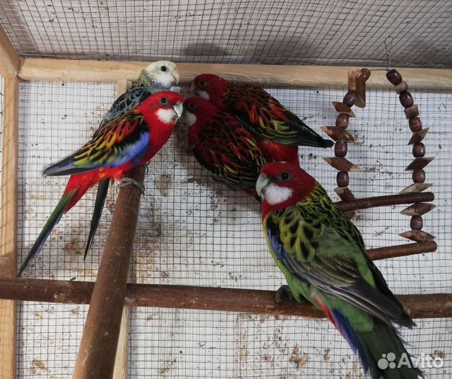 Попугайчики молодежь