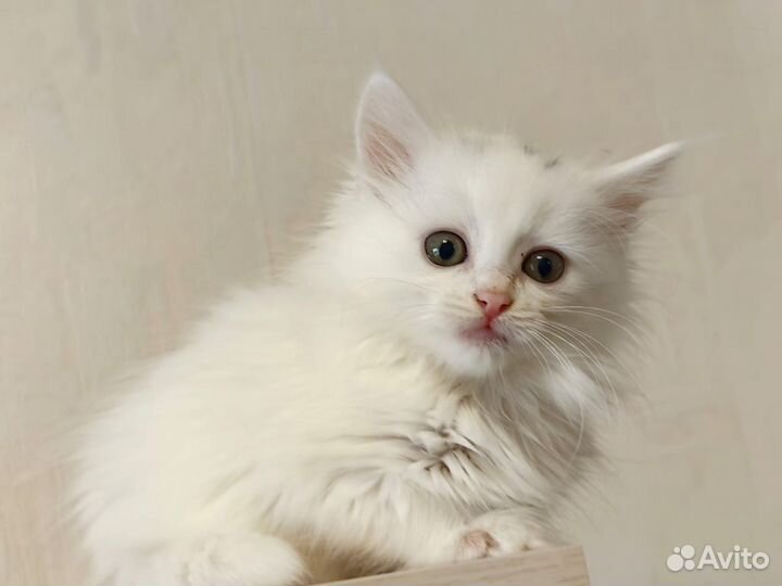 Котенок-девочка в добрые руки