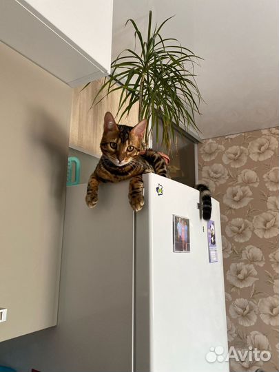 Бенгальский кот вязка