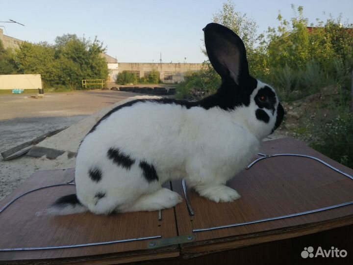 Строкачи (нпв)