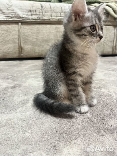 Котенок
