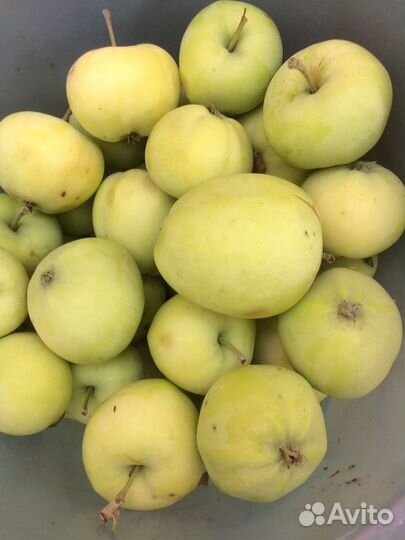 Картофель домашний