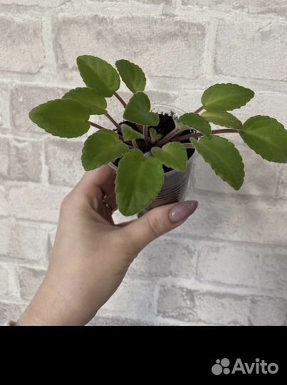 Фиалка Литуаника