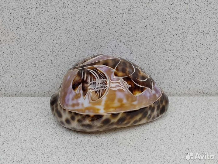 Ципрея роза 9,3 морской сувенир подарок