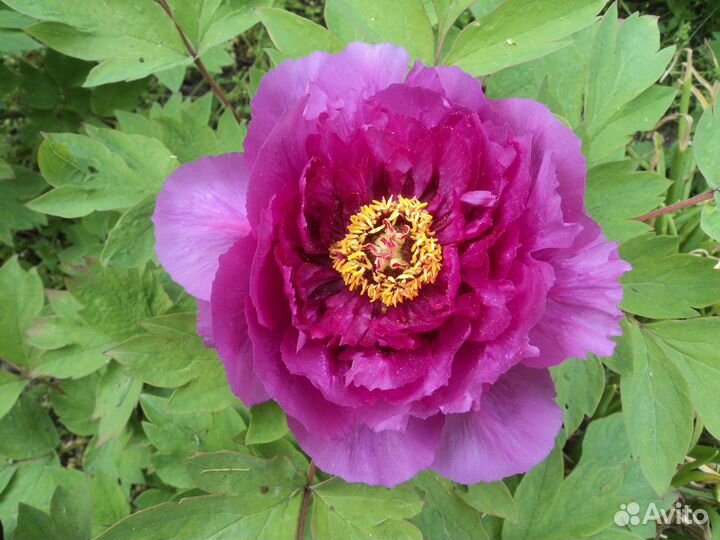 Древовидный пион – листопадный куст