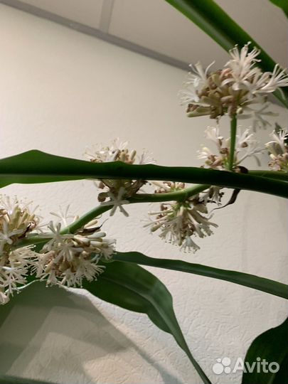 Драцена душистая