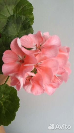 Пеларгония герань