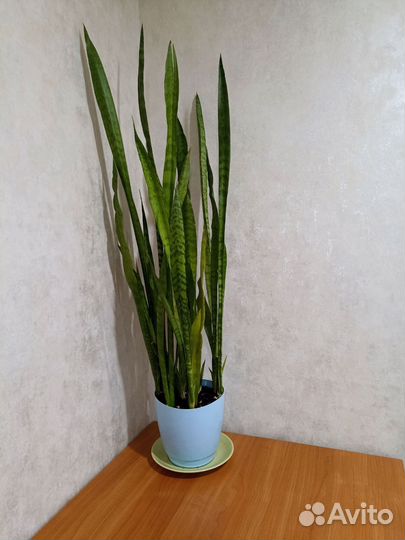 Сансевиерия (Щучий хвост) большая, густая