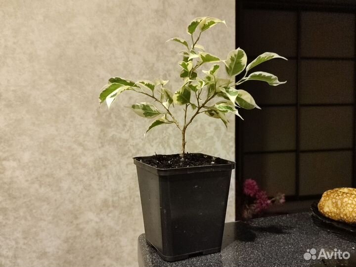 Фикус бенджамина пестролистный Старлайт