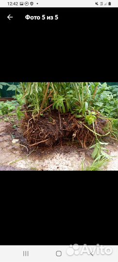 Октябрины. Цветет до ноября