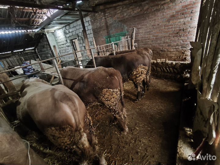 Быки на мясо