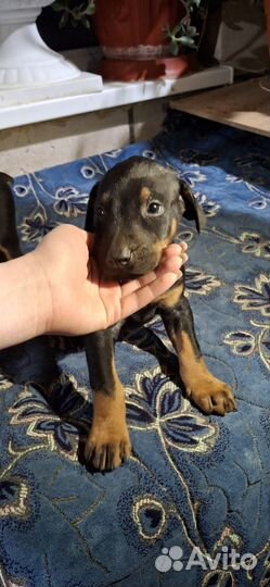 Щенки добермана