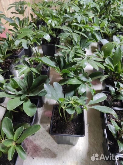 Шеффлера комнатные цветы