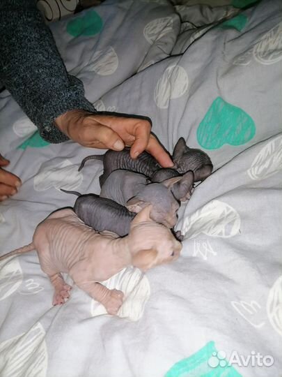 Канадский сфинкс котенок