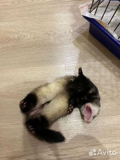 Хорьки с клеткой