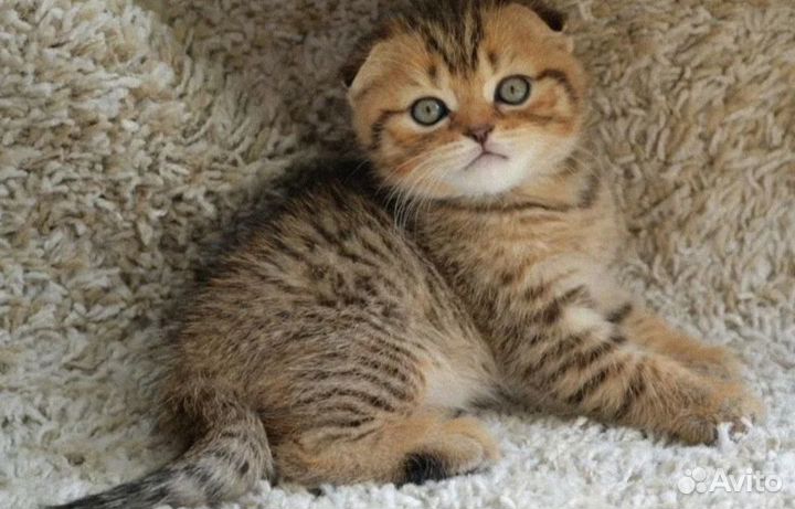 Солнышко котики