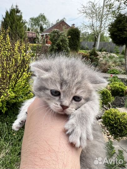 Котята породы 