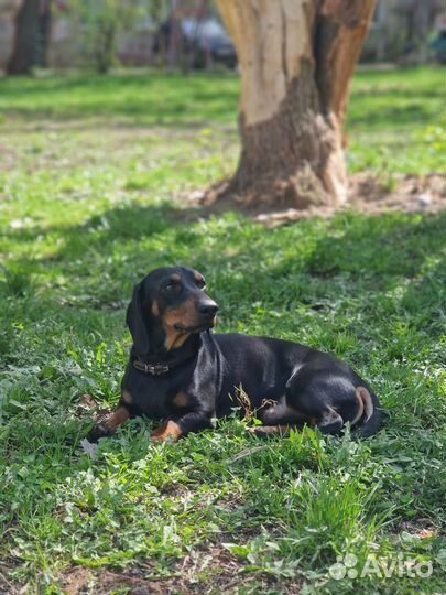 Вязка кобель такса