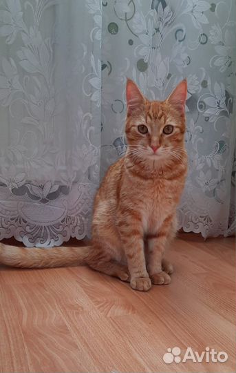 Кот Симба 1,5 года