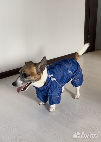 Одежда для собак