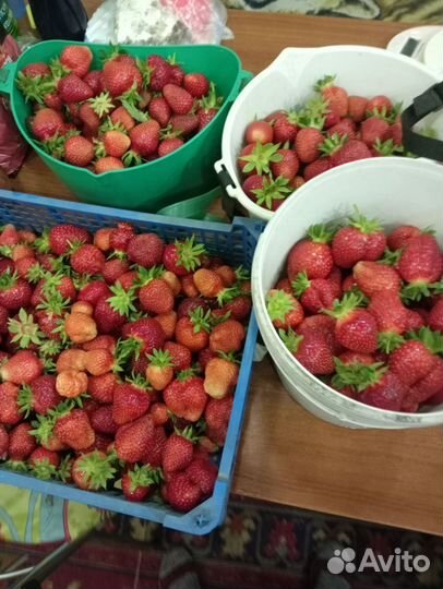 Клубника свежая ягода