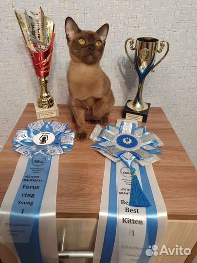 Бурманская кошка