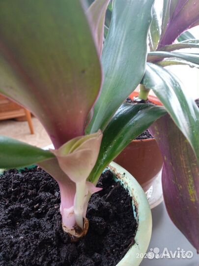 Традесканция рэо