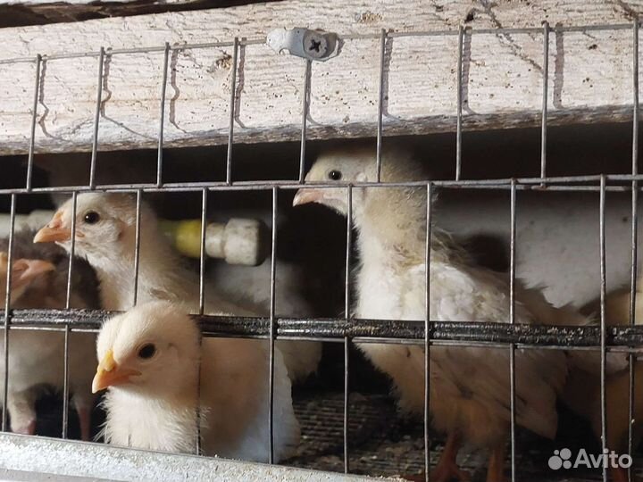 Утята, Цыплята суточные домашние, бройлерные пород