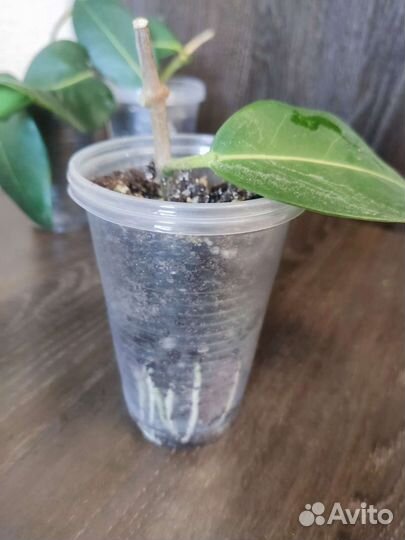 Стефанотис