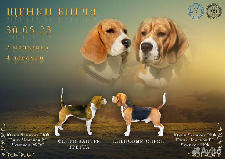 Щенки Бигля