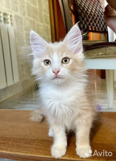 Котенок-мальчик в добрые руки