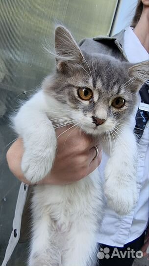 Котенок