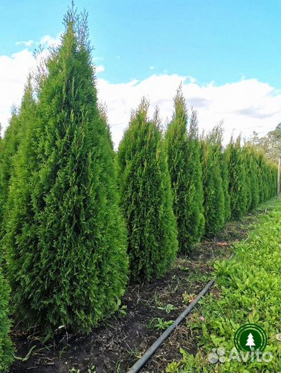Туя Смарагд взрослая. Питомник
