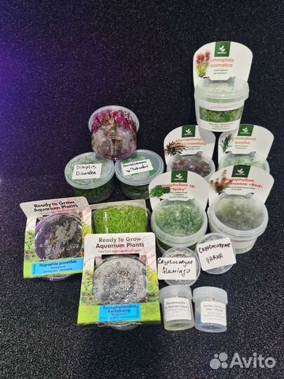 Меристемные растения для аквариума