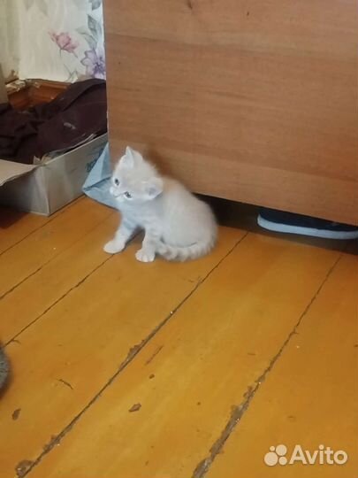 Котятки в добрые руки
