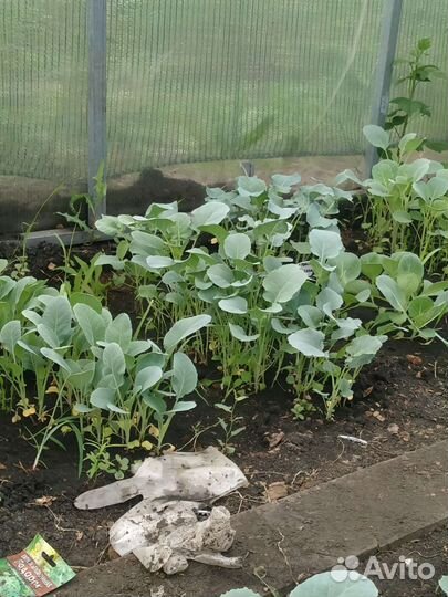 Рассада помидор, капуста, цветы