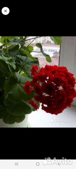 Пеларгония герань